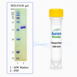 PreScission Protease (HRV 3C) 